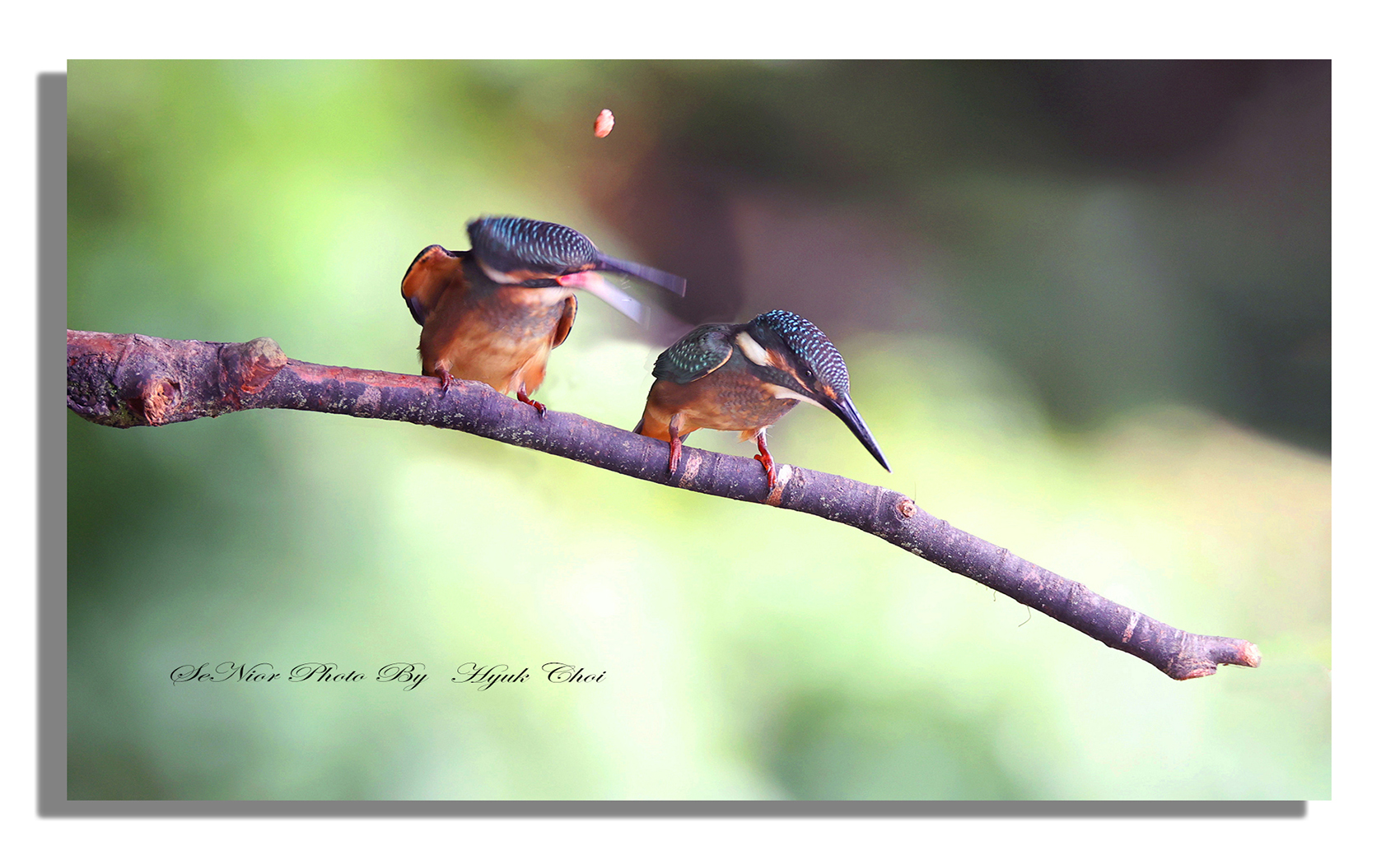 PHOTO BY  | Canon EOS R6 | 2024:07:13 11:03:31 | ISO-2500 | 1/1000 sec | f 6.3 | 450 mm | EV=0 | ● WIDTH:1700 pixels  HEIGHT:1050 pixels