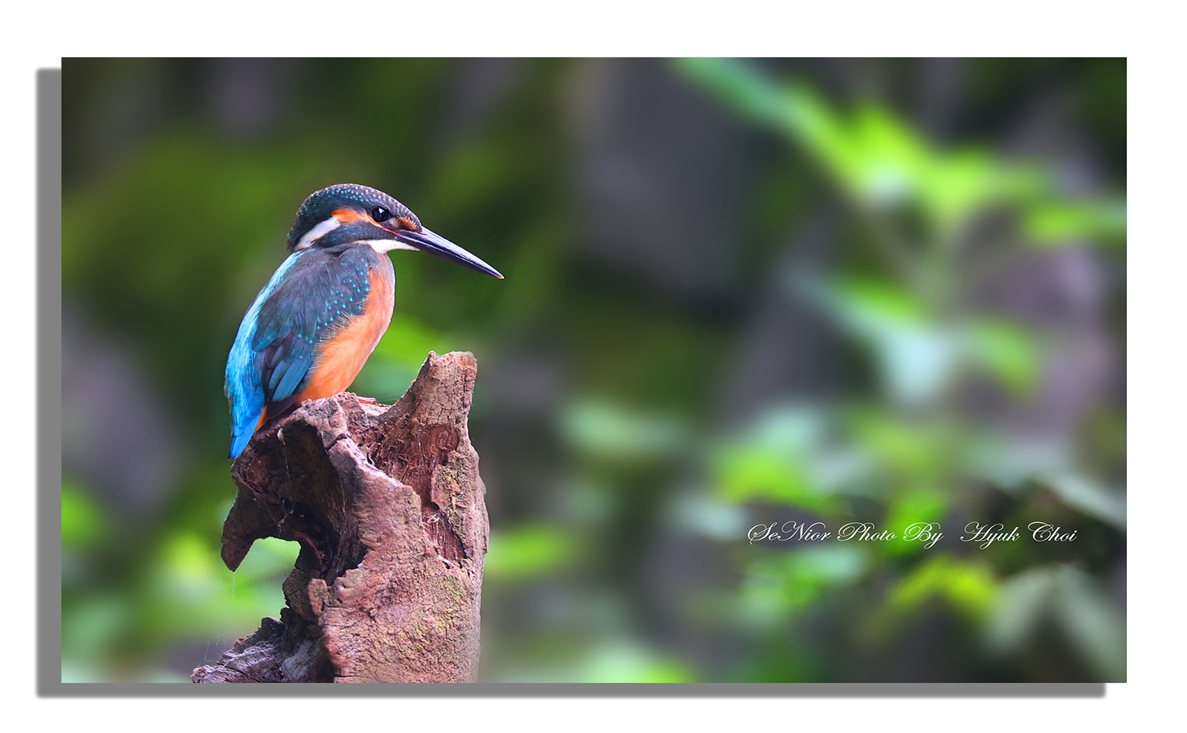 PHOTO BY  | Canon EOS R6 | 2024:07:13 15:05:52 | ISO-1250 | 1/200 sec | f 6.3 | 600 mm | EV=0 | ● WIDTH:1700 pixels  HEIGHT:1050 pixels