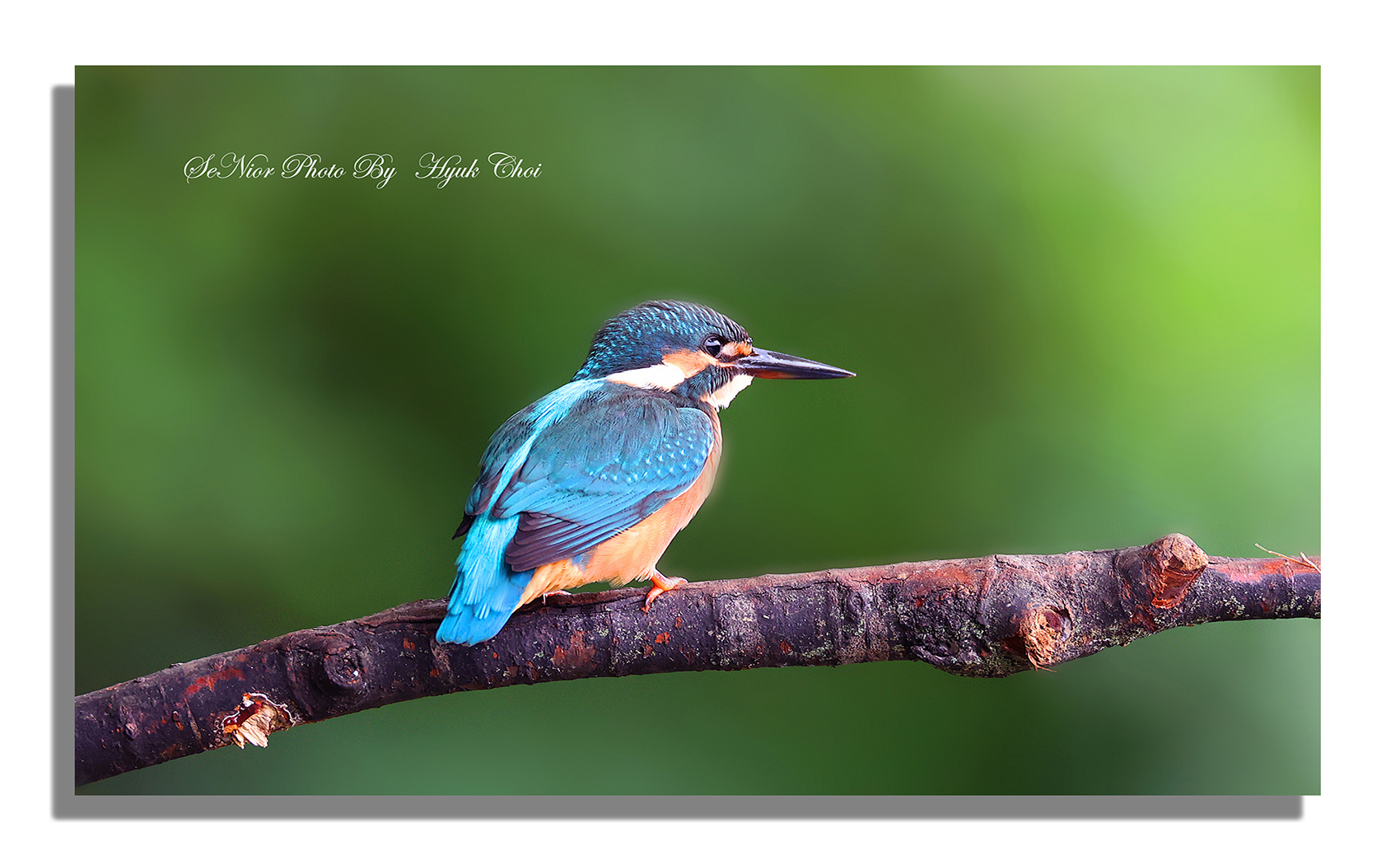 PHOTO BY  | Canon EOS R6 | 2024:07:13 16:15:26 | ISO-2000 | 1/200 sec | f 6.3 | 600 mm | EV=0 | ● WIDTH:1700 pixels  HEIGHT:1050 pixels