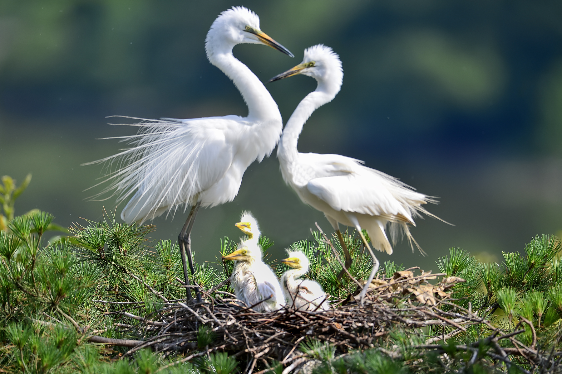 PHOTO BY ChoiJunqSeop | Canon EOS-1D X Mark II | 2024:07:09 14:46:09 | ISO-800 | 1/800 sec | f 6.3 | 300 mm | EV=0 | ● WIDTH:1800 pixels  HEIGHT:1200 pixels
