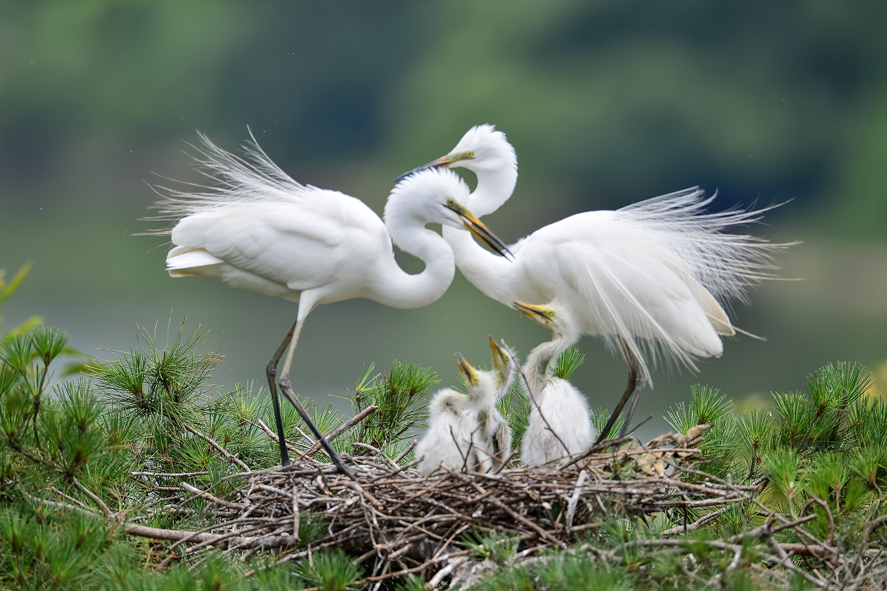 PHOTO BY ChoiJunqSeop | Canon EOS-1D X Mark II | 2024:07:09 14:46:10 | ISO-800 | 1/800 sec | f 6.3 | 300 mm | EV=0 | ● WIDTH:1800 pixels  HEIGHT:1200 pixels