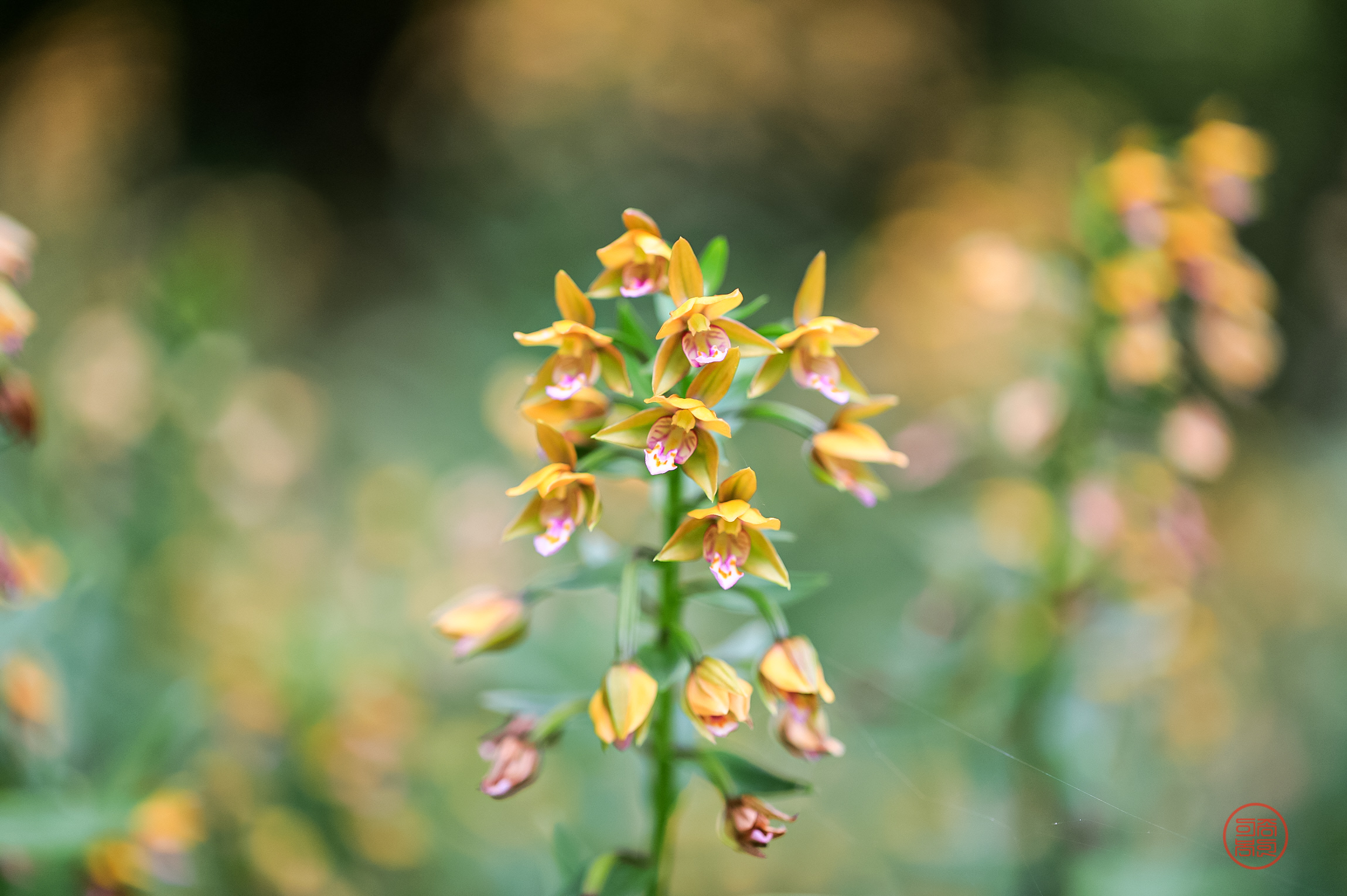 PHOTO BY  | Canon EOS 5D Mark IV | 2024:06:24 10:45:54 | ISO-400 | 1/640 sec | f 2.8 | 100 mm | EV=1 | ● WIDTH:2299 pixels  HEIGHT:1530 pixels