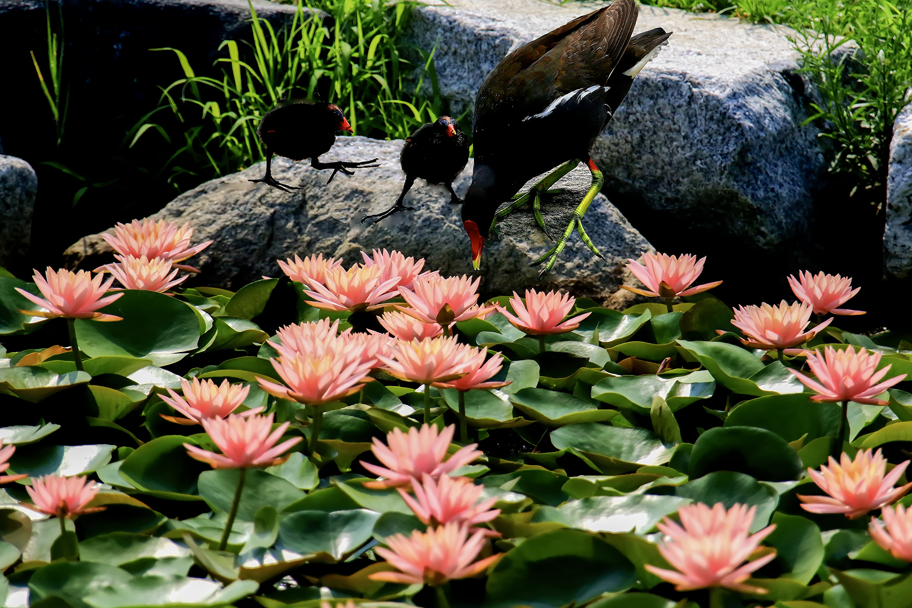 PHOTO BY ChoiJunqSeop | Canon EOS-1D X Mark II | 2024:07:09 14:46:09 | ISO-800 | 1/800 sec | f 6.3 | 300 mm | EV=0 | ● WIDTH:1800 pixels  HEIGHT:1200 pixels