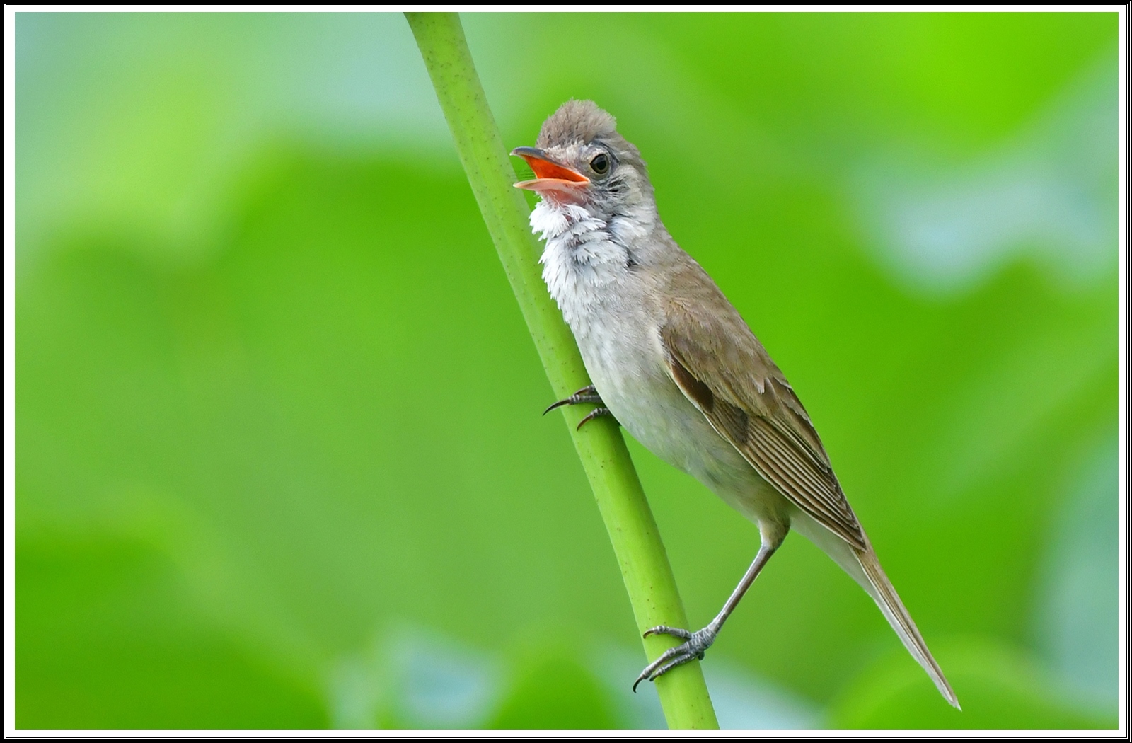 PHOTO BY  | NIKON D500 | 2024:07:07 09:07:42 | ISO-640 | 1/800 sec | f 5.6 | 500 mm | EV=0.5 | ● WIDTH:5568 pixels  HEIGHT:3712 pixels