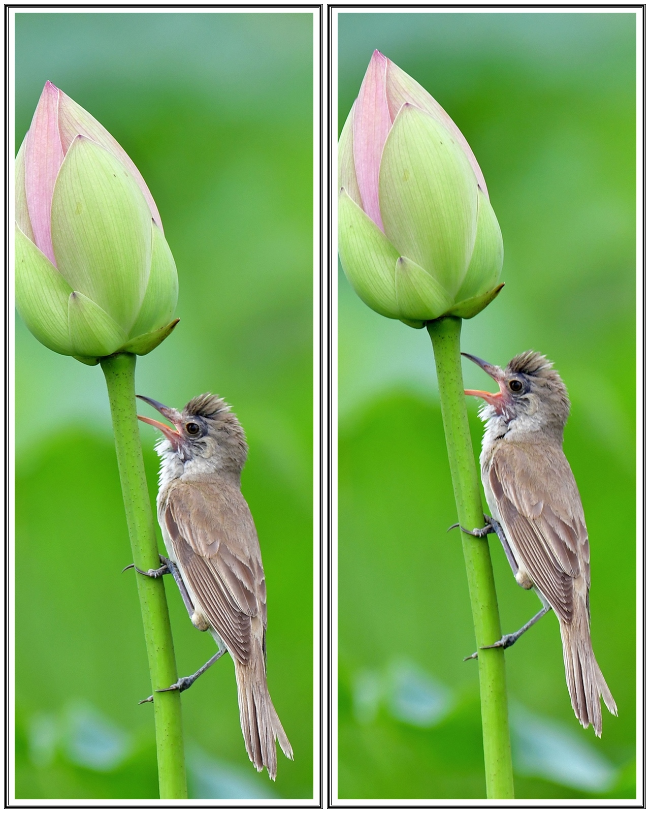 PHOTO BY  | NIKON D500 | 2024:07:07 09:07:42 | ISO-640 | 1/800 sec | f 5.6 | 500 mm | EV=0.5 | ● WIDTH:5568 pixels  HEIGHT:3712 pixels