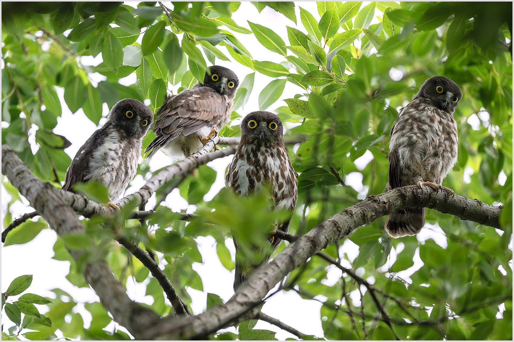 PHOTO BY  | NIKON Z 9 | 2024:07:18 08:54:00 | ISO-1600 | 1/1600 sec | f 8 | 600 mm | EV=0.7 | ● WIDTH:1700 pixels  HEIGHT:1133 pixels