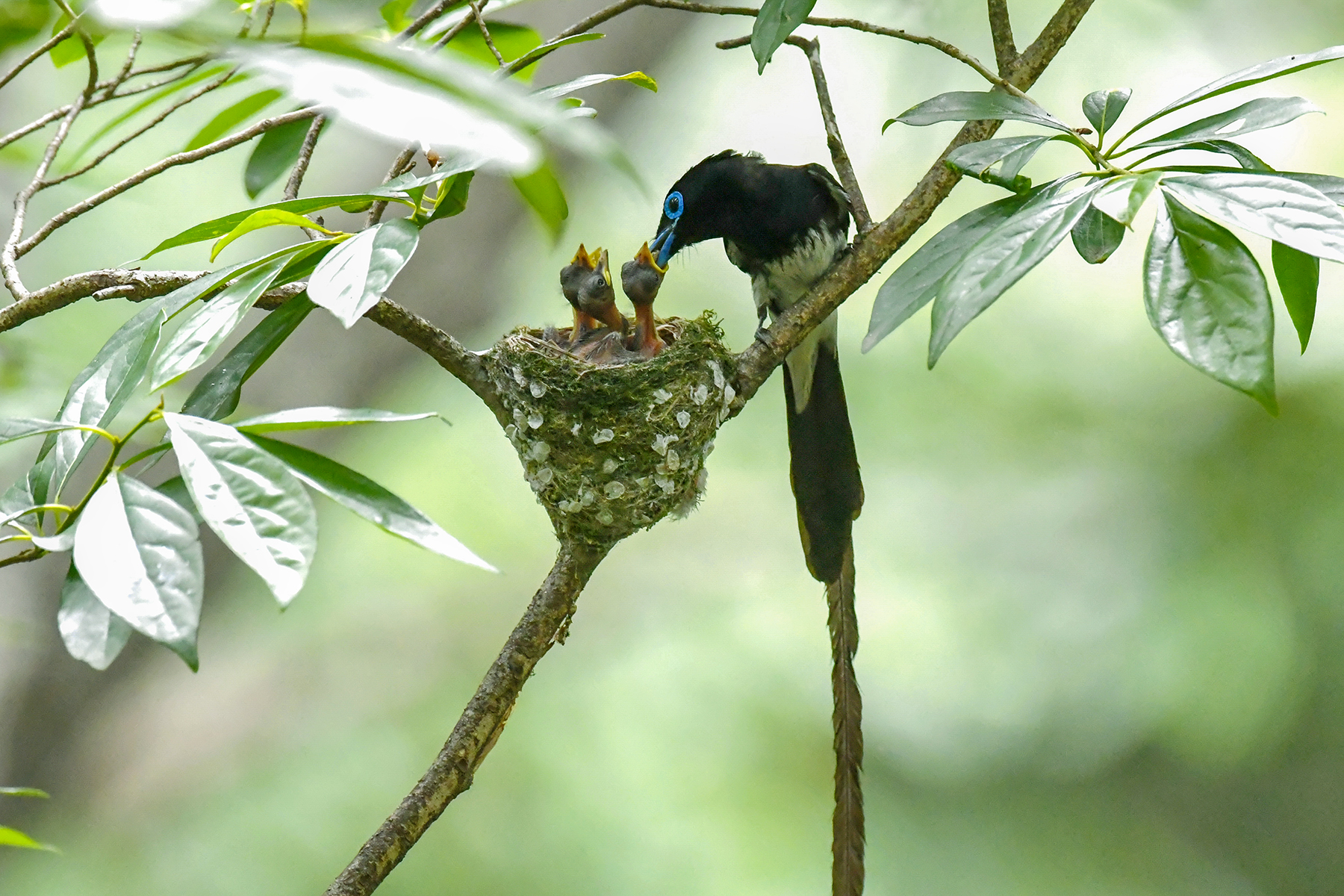PHOTO BY ChoiJunqSeop | Canon EOS-1D X Mark II | 2024:07:09 14:46:13 | ISO-800 | 1/800 sec | f 6.3 | 300 mm | EV=0 | ● WIDTH:1800 pixels  HEIGHT:1200 pixels