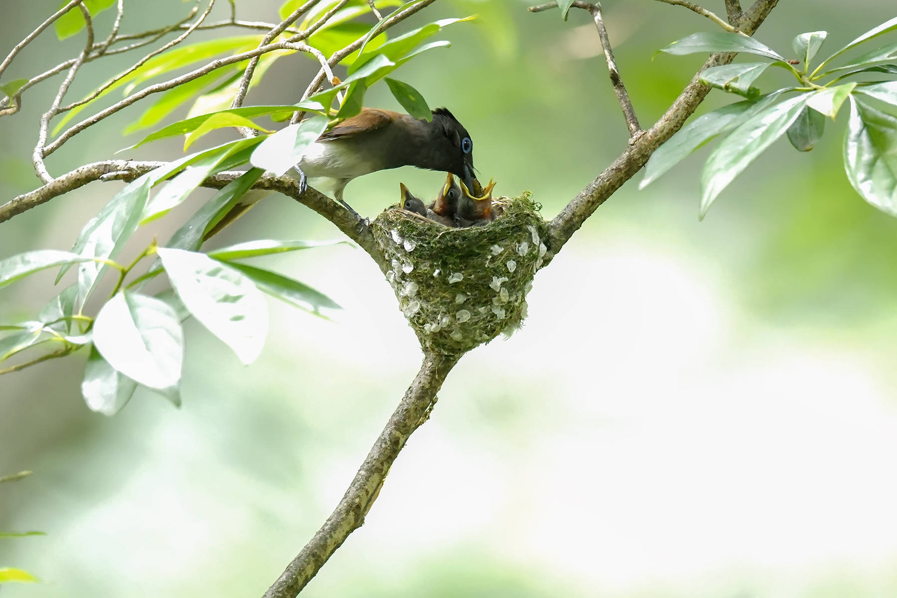 PHOTO BY ChoiJunqSeop | Canon EOS-1D X Mark II | 2024:07:09 14:46:14 | ISO-800 | 1/800 sec | f 6.3 | 300 mm | EV=0 | ● WIDTH:1800 pixels  HEIGHT:1200 pixels