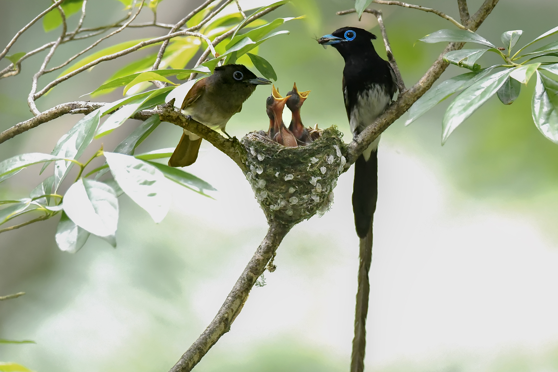 PHOTO BY ChoiJunqSeop | Canon EOS-1D X Mark II | 2024:07:09 14:46:14 | ISO-800 | 1/800 sec | f 6.3 | 300 mm | EV=0 | ● WIDTH:1800 pixels  HEIGHT:1200 pixels