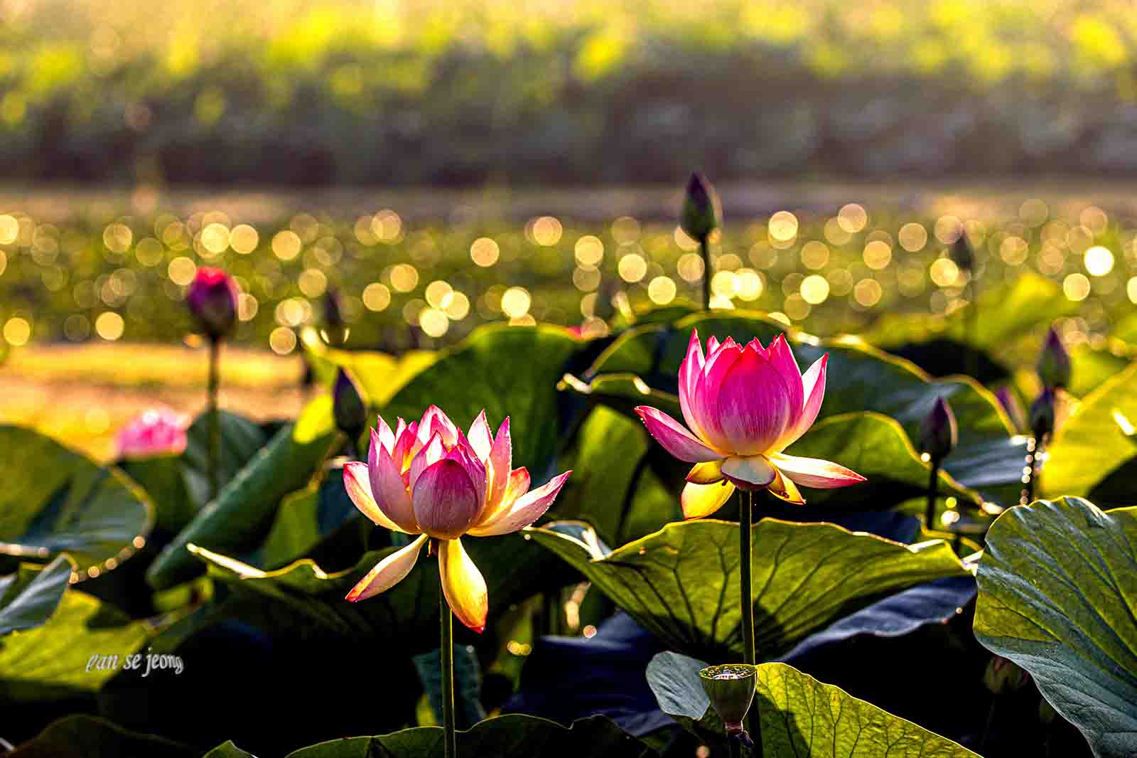 PHOTO BY jps | Canon EOS R6 | 2024:06:28 06:15:00 | ISO-200 | 1/400 sec | f 6.3 | 186 mm | EV=-0.7 | ● WIDTH:1600 pixels  HEIGHT:1066 pixels