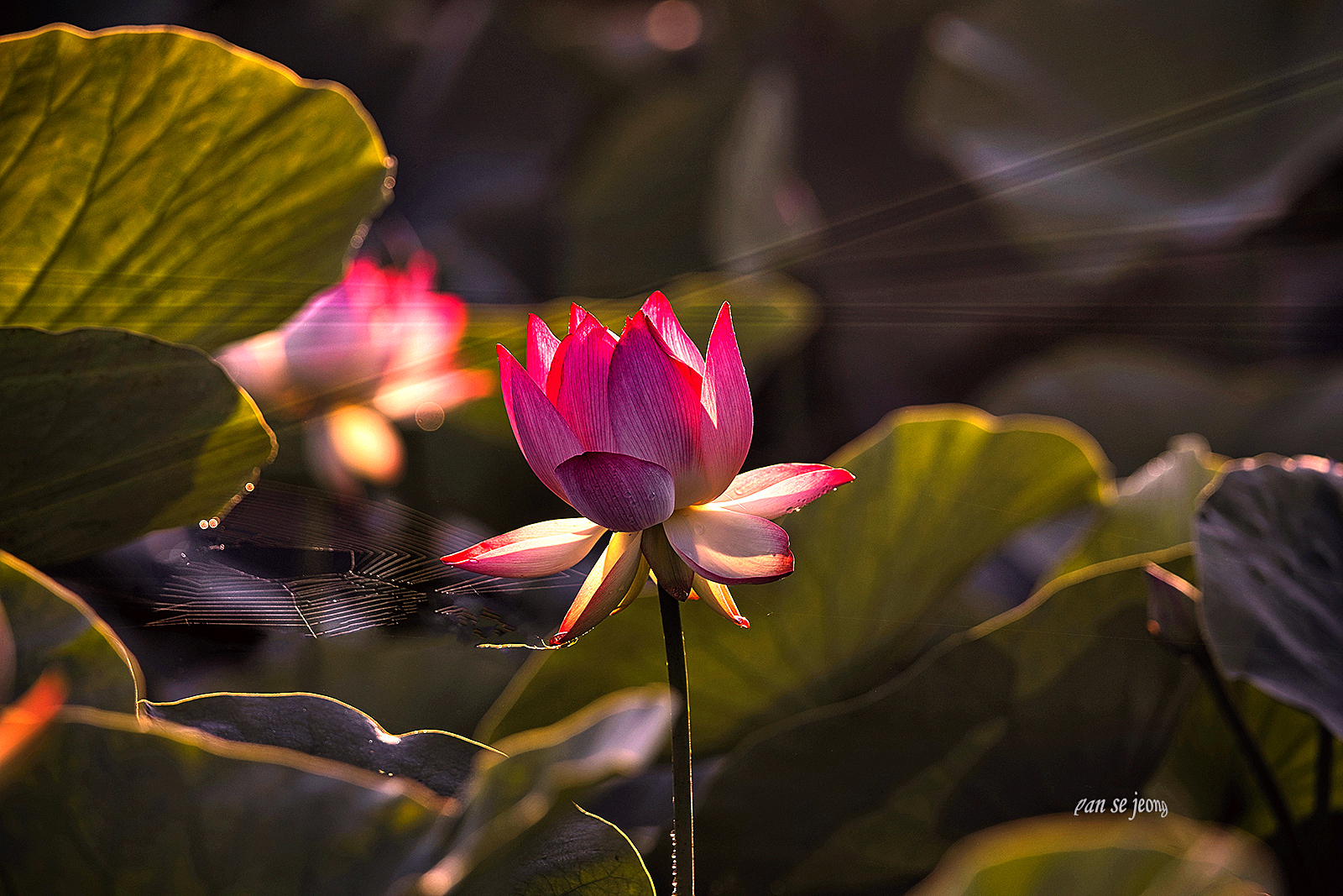 PHOTO BY jps | Canon EOS R6 | 2024:06:28 06:04:01 | ISO-200 | 1/320 sec | f 6.3 | 328 mm | EV=-0.7 | ● WIDTH:1600 pixels  HEIGHT:1067 pixels