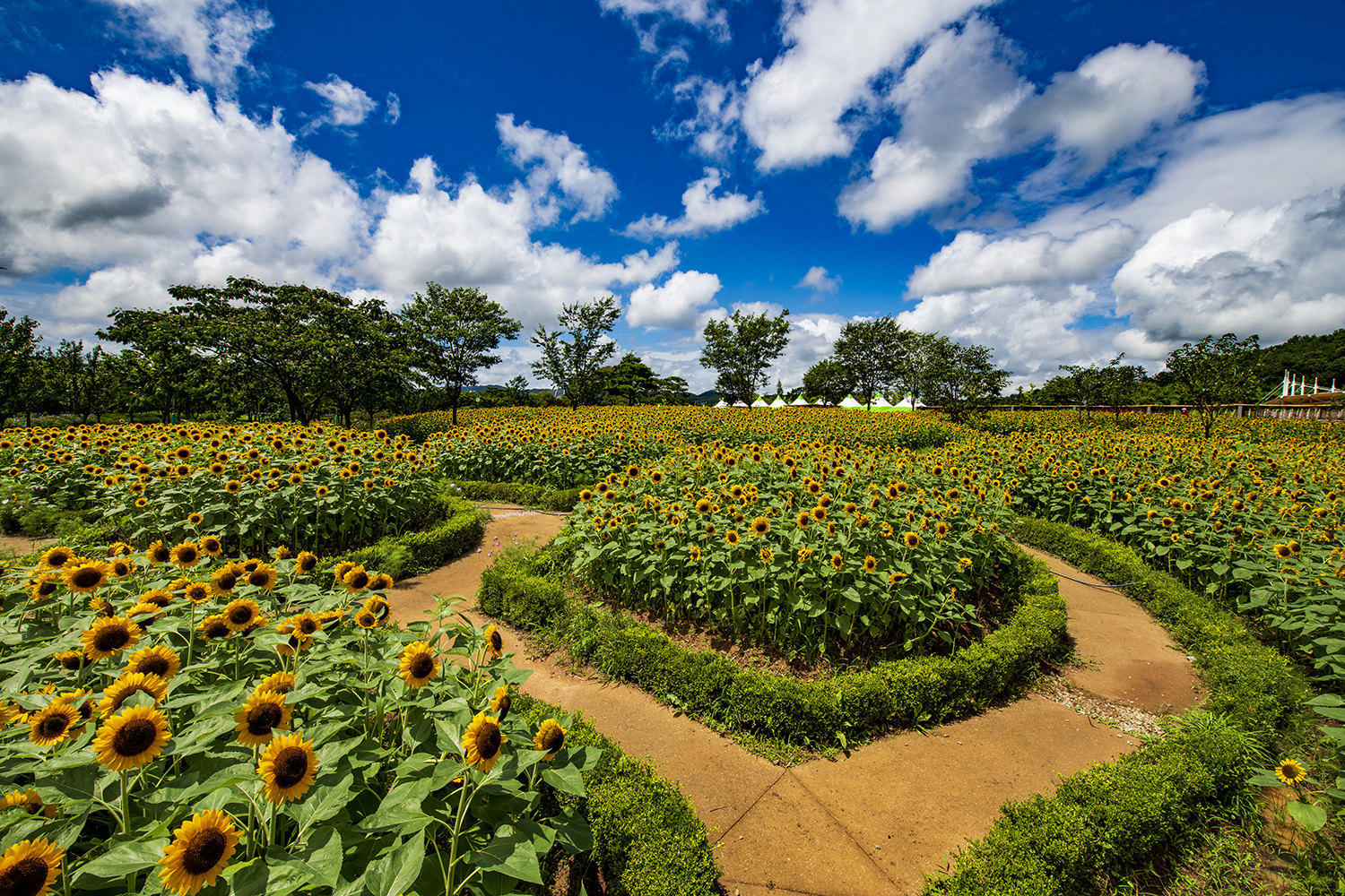 PHOTO BY  | NIKON D850 | 2024:07:19 13:42:23 | ISO-200 | 1/800 sec | f 11 | 14 mm | EV=0 | ● WIDTH:1500 pixels  HEIGHT:1000 pixels