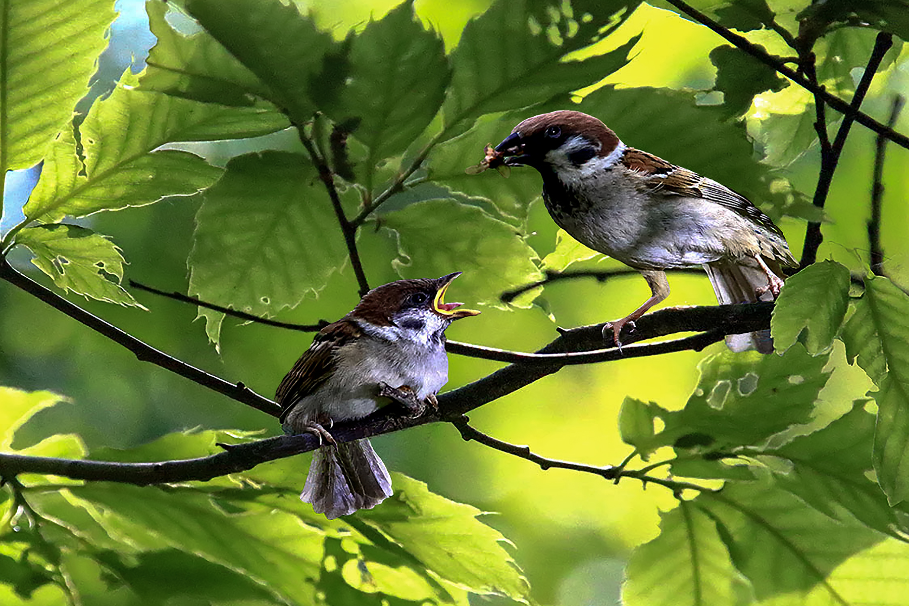 PHOTO BY ChoiJunqSeop | Canon EOS-1D X Mark II | 2024:07:09 14:46:14 | ISO-800 | 1/800 sec | f 6.3 | 300 mm | EV=0 | ● WIDTH:1800 pixels  HEIGHT:1200 pixels