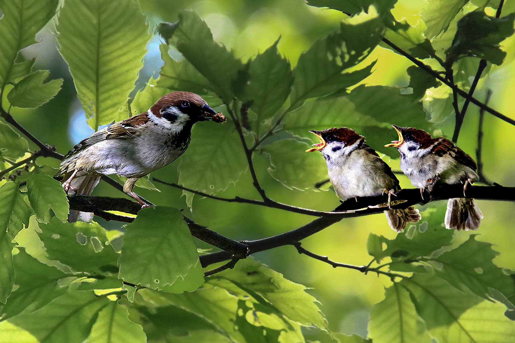 PHOTO BY ChoiJunqSeop | Canon EOS-1D X Mark II | 2024:07:09 14:46:14 | ISO-800 | 1/800 sec | f 6.3 | 300 mm | EV=0 | ● WIDTH:1800 pixels  HEIGHT:1200 pixels