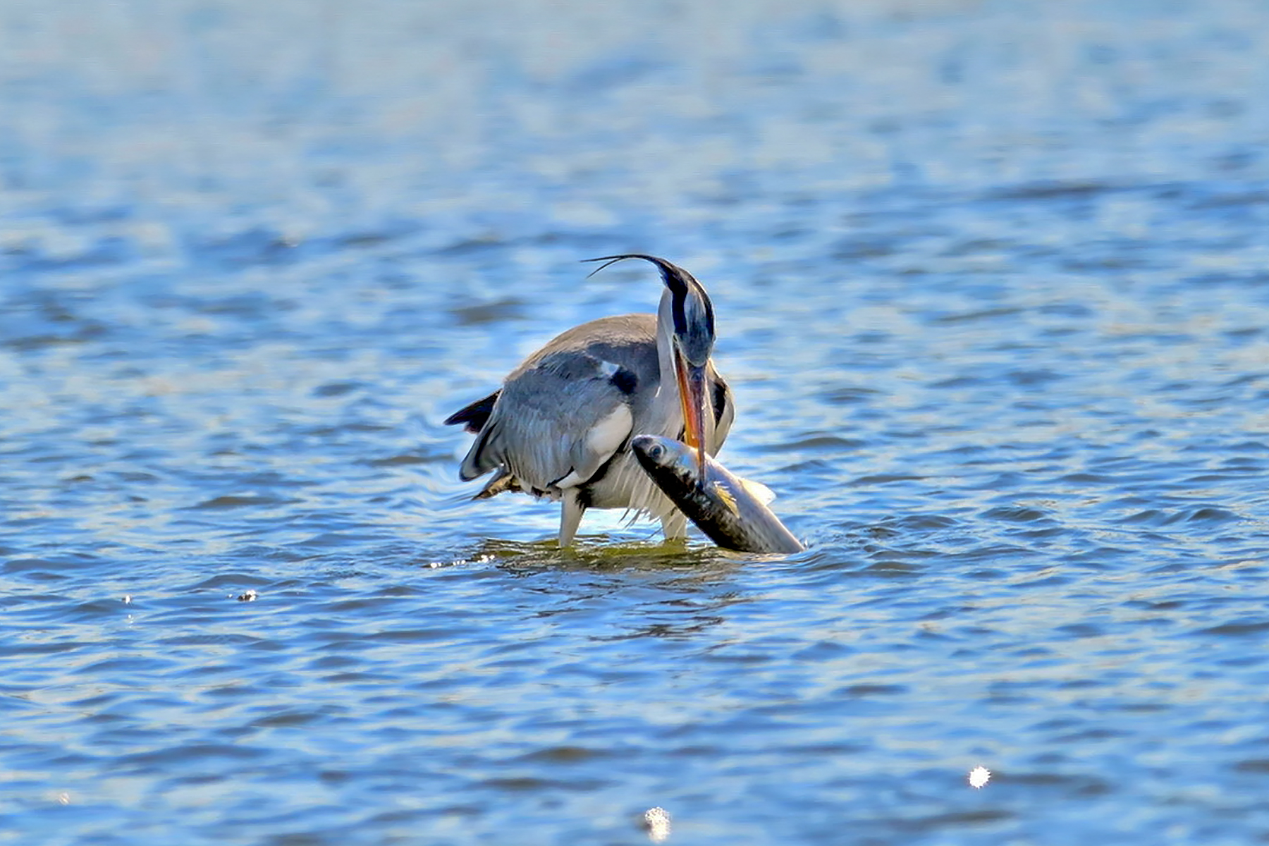 PHOTO BY ChoiJunqSeop | Canon EOS-1D X Mark II | 2024:07:09 14:46:10 | ISO-800 | 1/800 sec | f 6.3 | 300 mm | EV=0 | ● WIDTH:1800 pixels  HEIGHT:1200 pixels