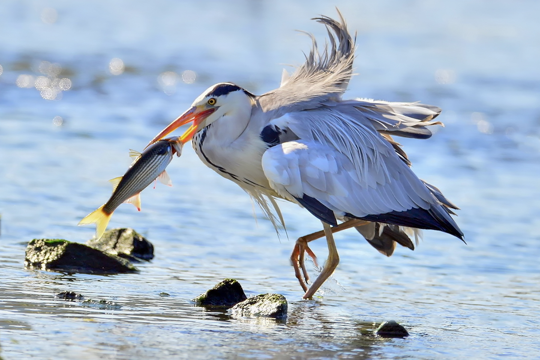 PHOTO BY ChoiJunqSeop | Canon EOS-1D X Mark II | 2024:07:09 14:46:10 | ISO-800 | 1/800 sec | f 6.3 | 300 mm | EV=0 | ● WIDTH:1800 pixels  HEIGHT:1200 pixels