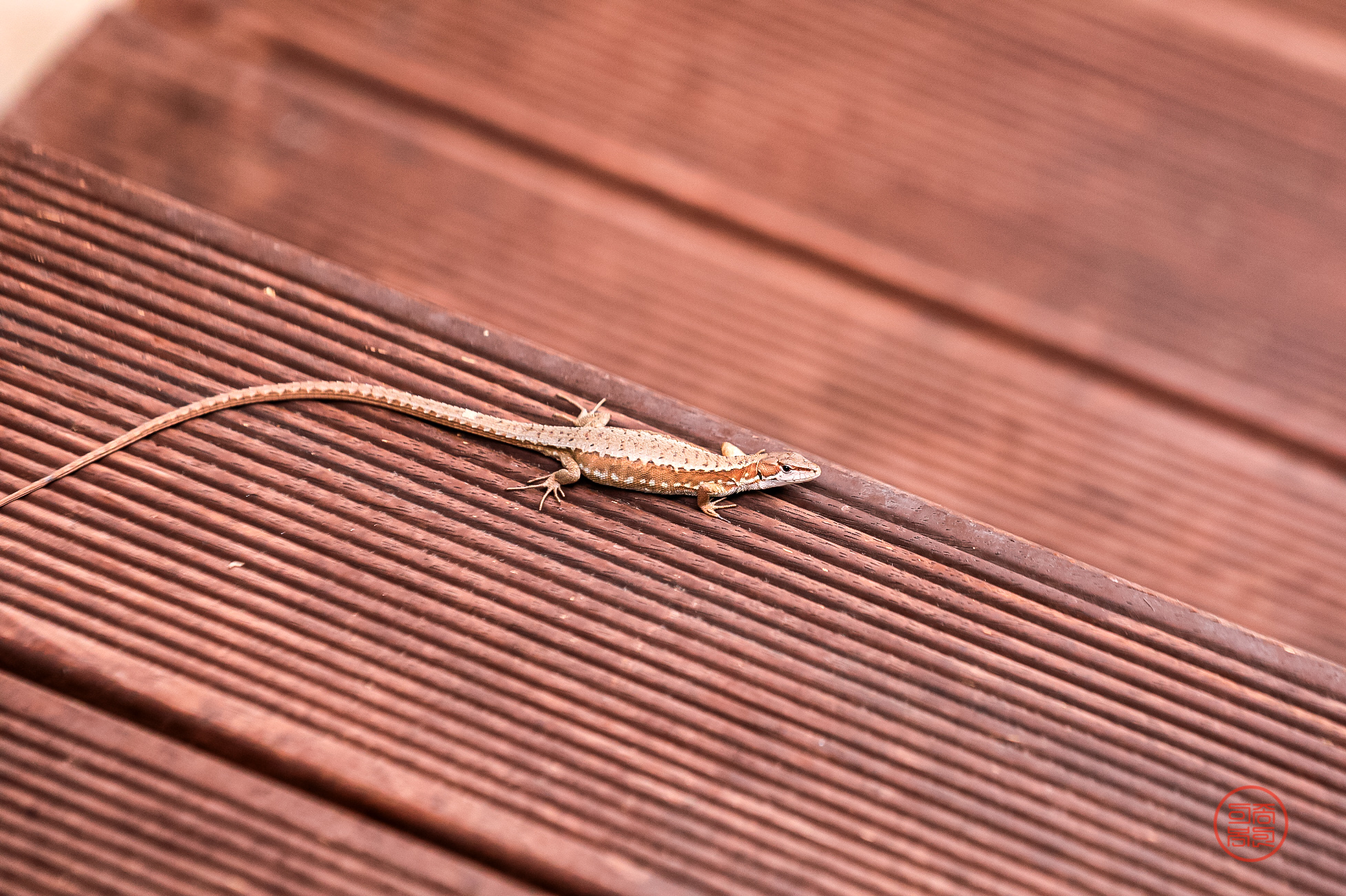 PHOTO BY  | Canon EOS 5D Mark IV | 2024:06:25 15:47:42 | ISO-1000 | 1/640 sec | f 4.5 | 175 mm | EV=0 | ● WIDTH:1954 pixels  HEIGHT:1301 pixels