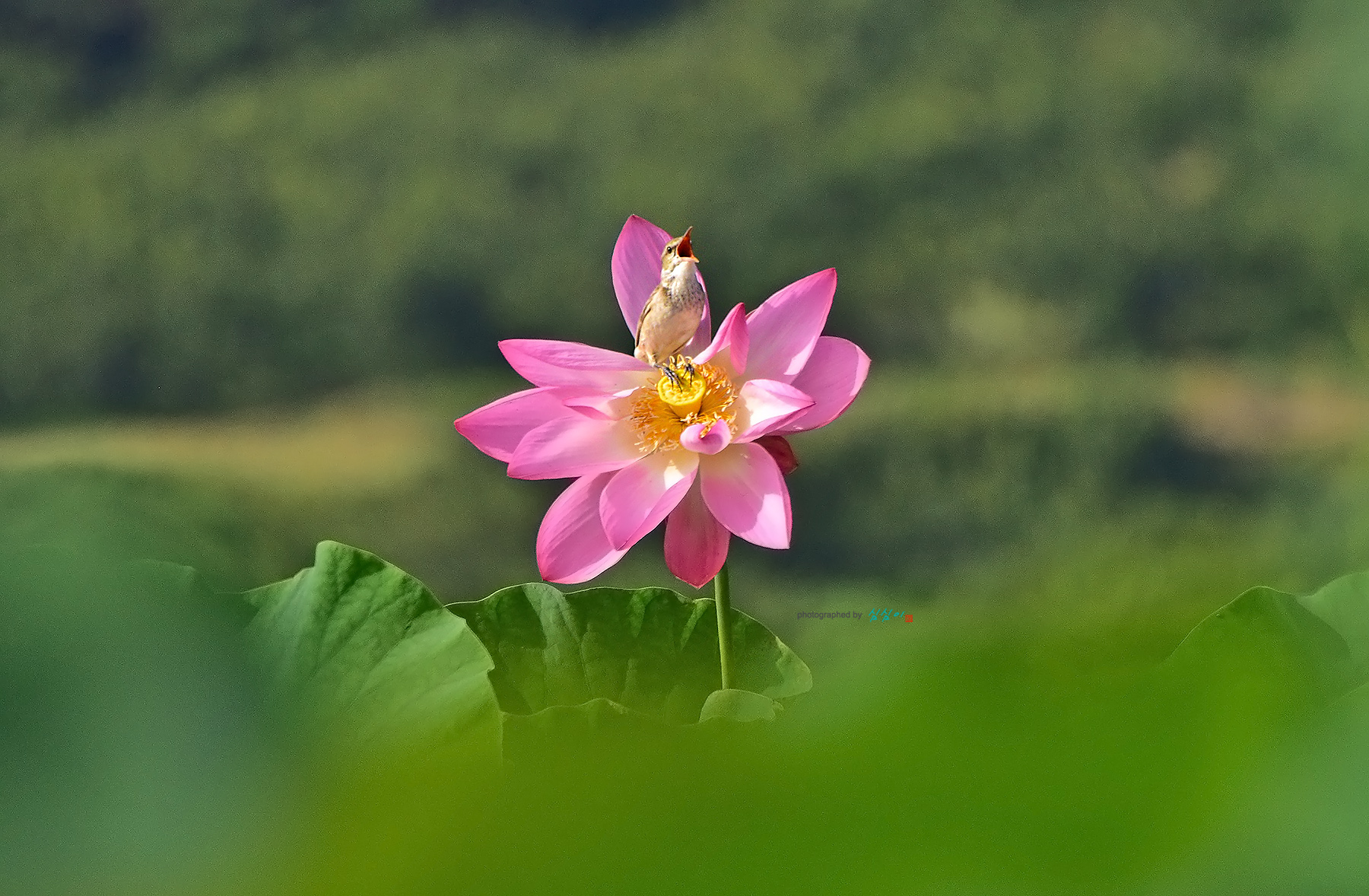 PHOTO BY Mhs | NIKON D810 | 2024:07:04 08:31:20 | ISO-400 | 1/2000 sec | f 5.6 | 300 mm | EV=-0.3 | ● WIDTH:1800 pixels  HEIGHT:1178 pixels