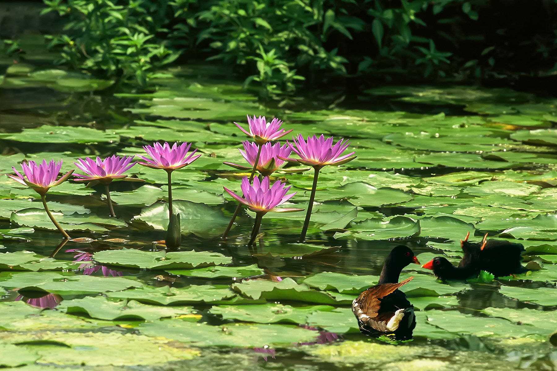 PHOTO BY ChoiJunqSeop | Canon EOS-1D X Mark II | 2024:07:09 14:46:14 | ISO-800 | 1/800 sec | f 6.3 | 300 mm | EV=0 | ● WIDTH:1800 pixels  HEIGHT:1200 pixels