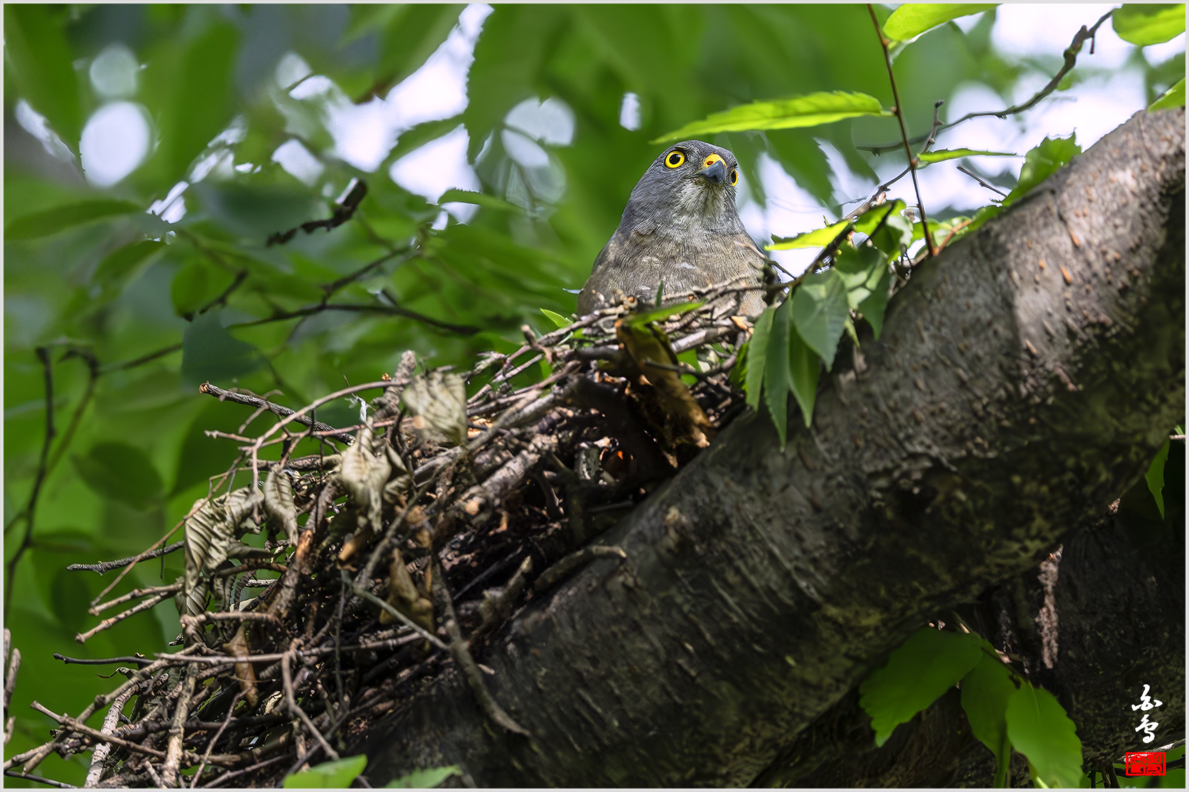 PHOTO BY  | NIKON Z 9 | 2024:07:19 15:09:39 | ISO-5000 | 1/2000 sec | f 5.6 | 840 mm | EV=0.3 | ● WIDTH:1700 pixels  HEIGHT:1132 pixels