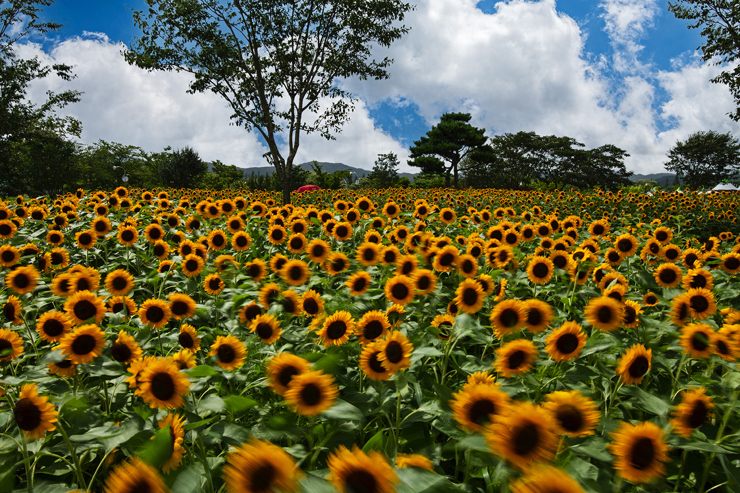 PHOTO BY  | NIKON D850 | 2024:07:20 15:05:59 | ISO-31 | 1/20 sec | f 22 | 26 mm | EV=0 | ● WIDTH:1500 pixels  HEIGHT:1000 pixels