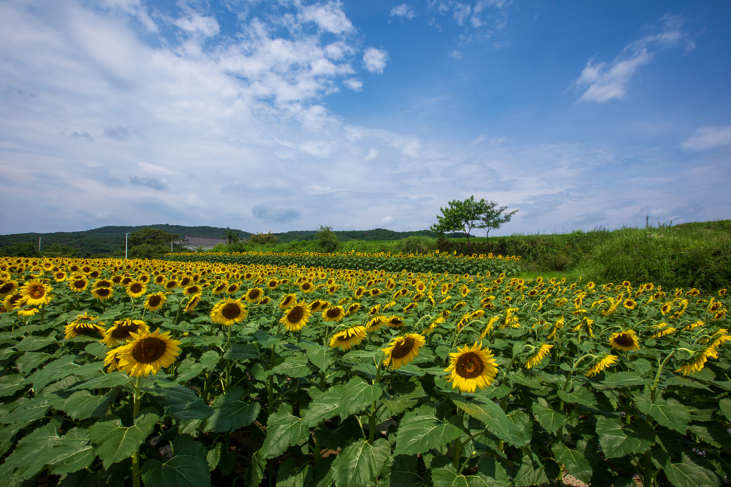 PHOTO BY  | Canon EOS 5D Mark IV | 2024:07:20 10:48:56 | ISO-250 | 1/1000 sec | f 9 | 18 mm | EV=0 | ● WIDTH:1500 pixels  HEIGHT:1000 pixels