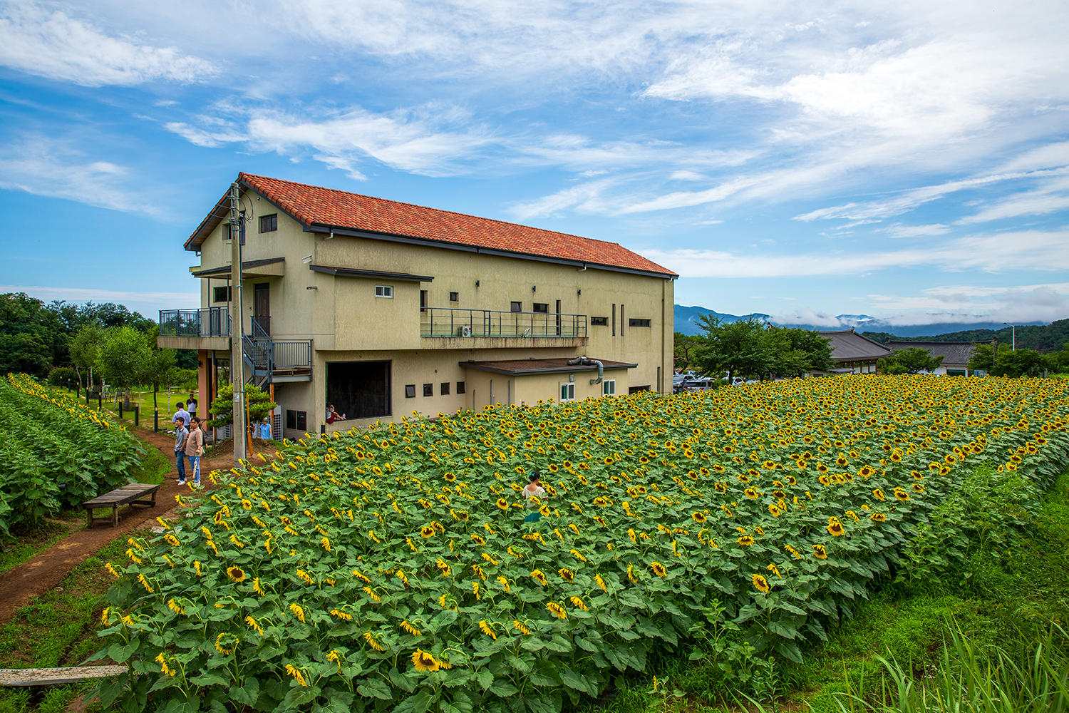 PHOTO BY  | Canon EOS 5D Mark IV | 2024:07:20 14:29:03 | ISO-200 | 1/640 sec | f 8 | 24 mm | EV=0 | ● WIDTH:1500 pixels  HEIGHT:1000 pixels