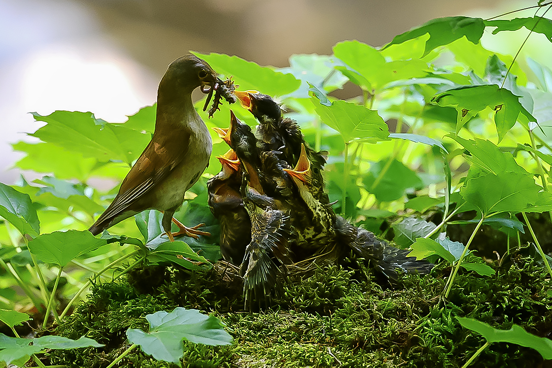 PHOTO BY ChoiJunqSeop | Canon EOS-1D X Mark II | 2024:07:09 14:46:14 | ISO-800 | 1/800 sec | f 6.3 | 300 mm | EV=0 | ● WIDTH:1800 pixels  HEIGHT:1200 pixels