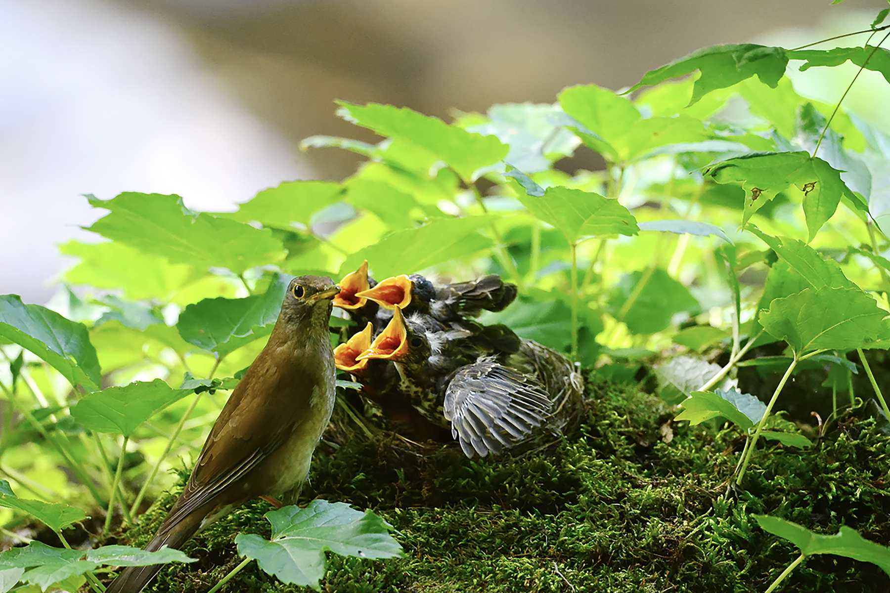 PHOTO BY ChoiJunqSeop | Canon EOS-1D X Mark II | 2024:07:09 14:46:14 | ISO-800 | 1/800 sec | f 6.3 | 300 mm | EV=0 | ● WIDTH:1800 pixels  HEIGHT:1200 pixels