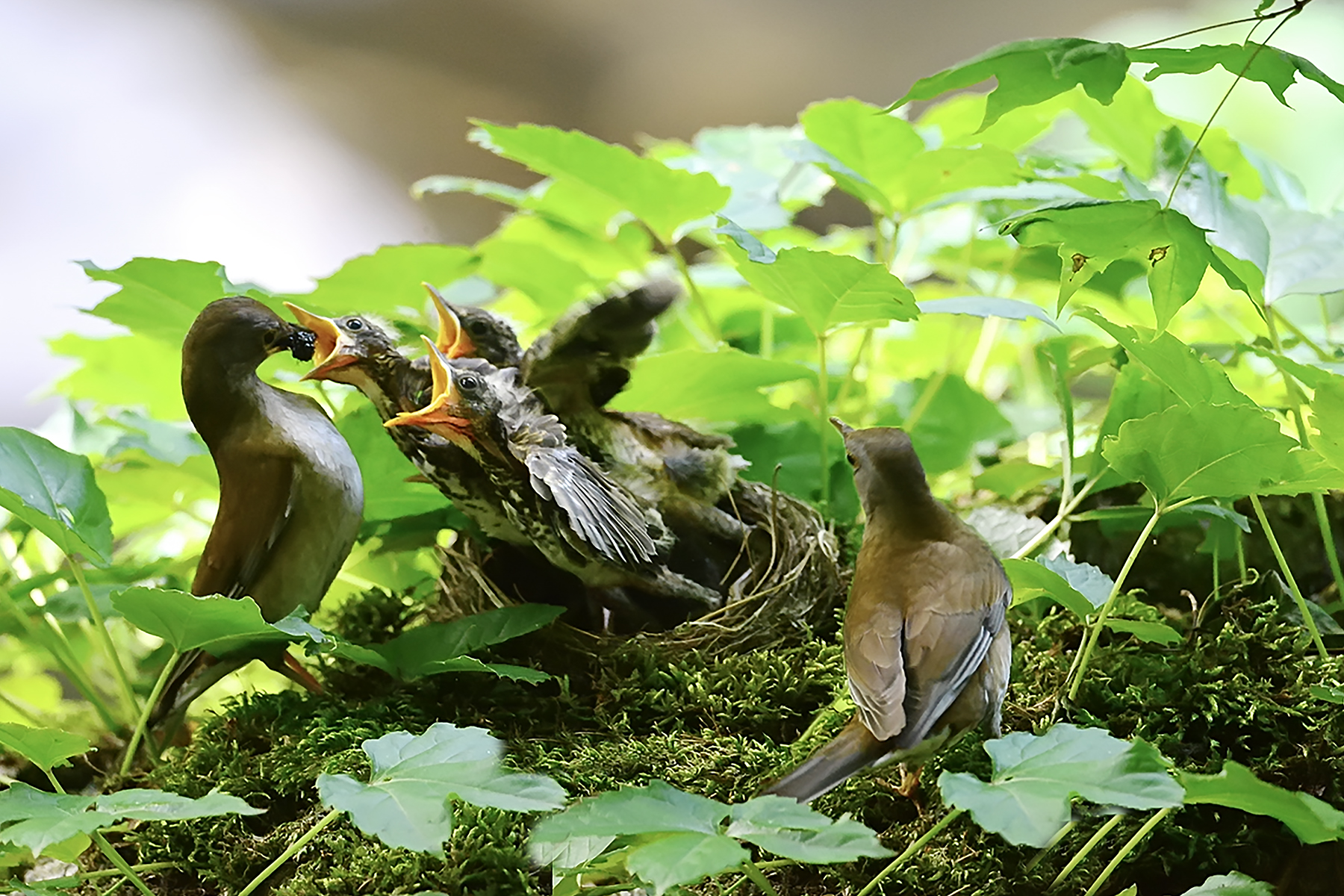 PHOTO BY ChoiJunqSeop | Canon EOS-1D X Mark II | 2024:07:09 14:46:14 | ISO-800 | 1/800 sec | f 6.3 | 300 mm | EV=0 | ● WIDTH:1800 pixels  HEIGHT:1200 pixels