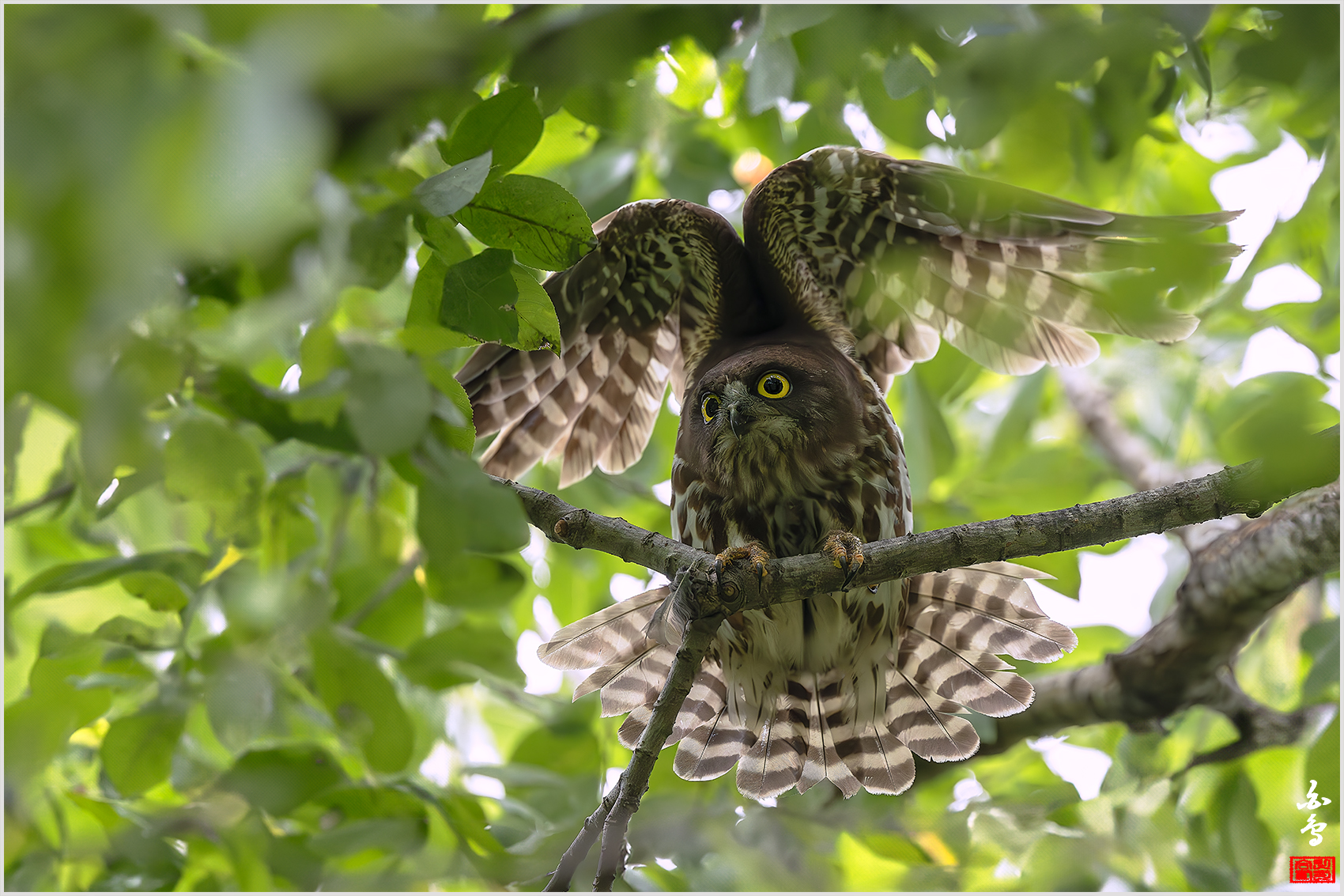 PHOTO BY  | NIKON Z 9 | 2024:07:19 11:01:07 | ISO-3200 | 1/3200 sec | f 4 | 600 mm | EV=0.3 | ● WIDTH:1700 pixels  HEIGHT:1133 pixels