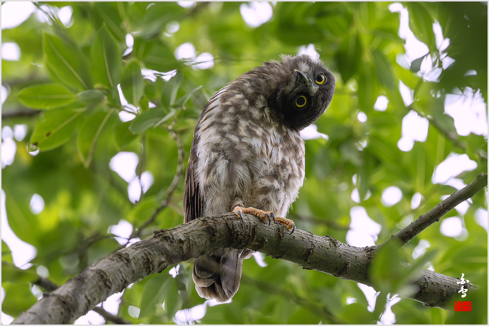 PHOTO BY  | NIKON Z 9 | 2024:07:18 10:22:51 | ISO-1000 | 1/800 sec | f 4 | 600 mm | EV=0.7 | ● WIDTH:1700 pixels  HEIGHT:1133 pixels