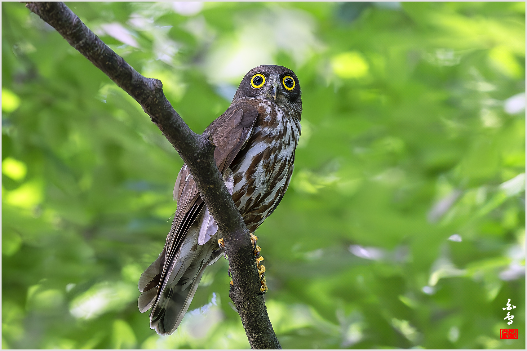 PHOTO BY  | NIKON Z 9 | 2024:07:19 15:06:22 | ISO-5000 | 1/1000 sec | f 4 | 600 mm | EV=0.3 | ● WIDTH:1700 pixels  HEIGHT:1132 pixels