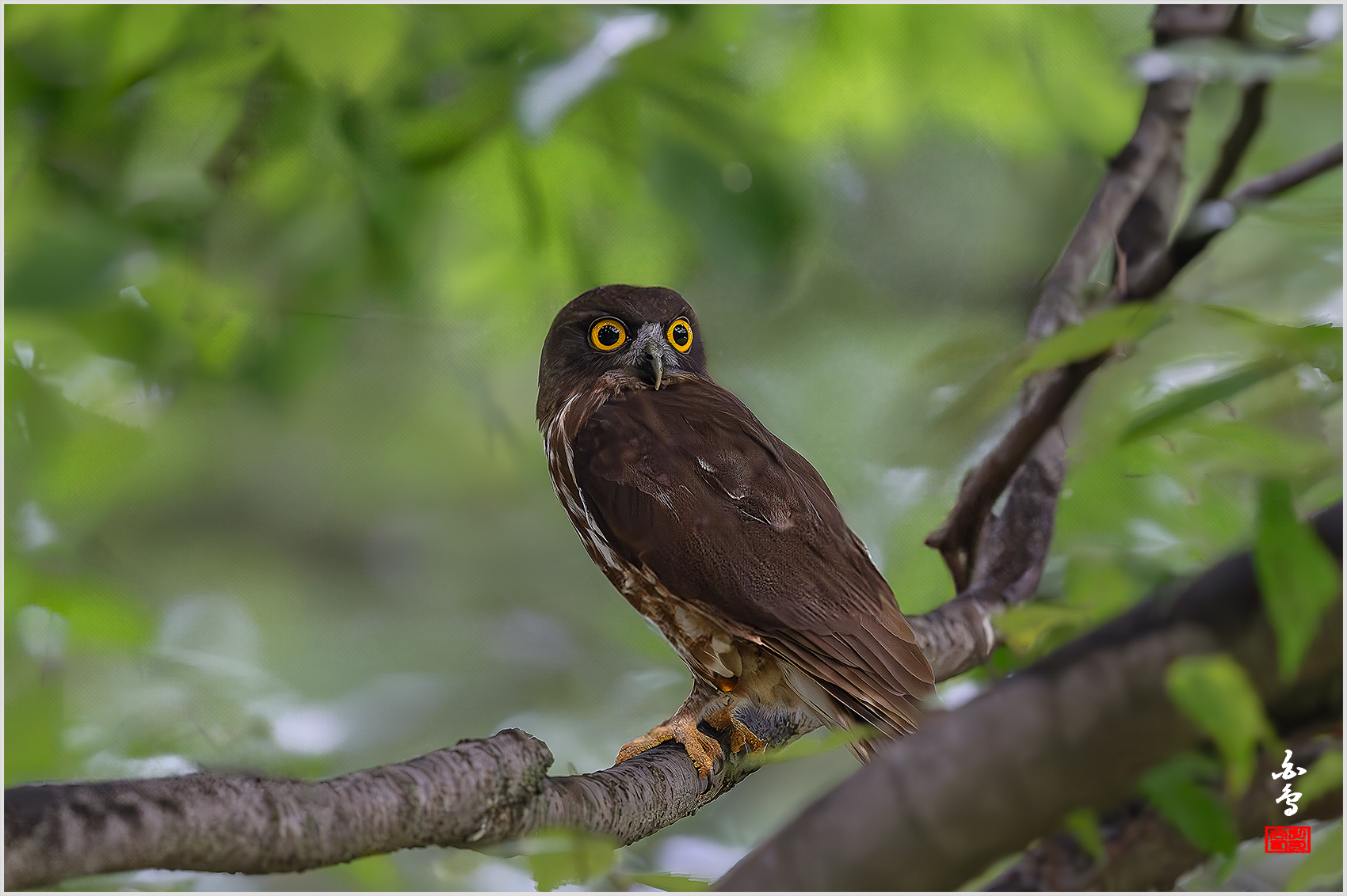 PHOTO BY  | NIKON Z 9 | 2024:07:18 13:17:26 | ISO-6400 | 1/1250 sec | f 4 | 600 mm | EV=-0.7 | ● WIDTH:1700 pixels  HEIGHT:1132 pixels