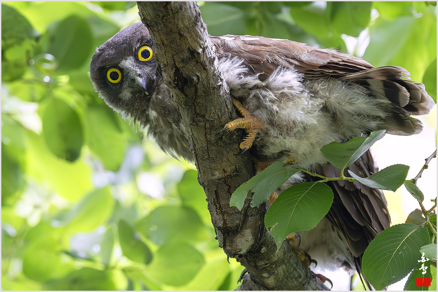 PHOTO BY  | NIKON Z 9 | 2024:07:19 10:57:20 | ISO-3200 | 1/1250 sec | f 4 | 600 mm | EV=-0.3 | ● WIDTH:1700 pixels  HEIGHT:1132 pixels