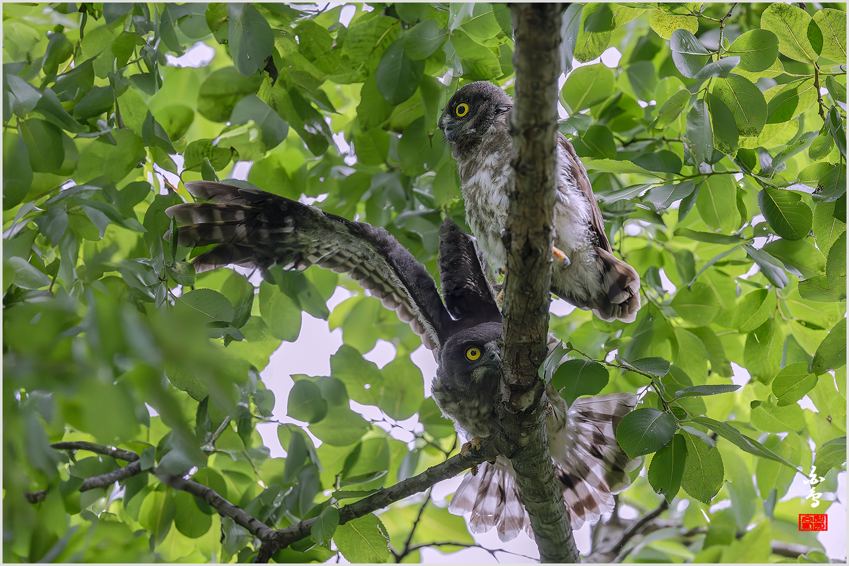 PHOTO BY  | NIKON Z 9 | 2024:07:19 10:59:28 | ISO-3200 | 1/2500 sec | f 4 | 600 mm | EV=0.3 | ● WIDTH:1700 pixels  HEIGHT:1133 pixels