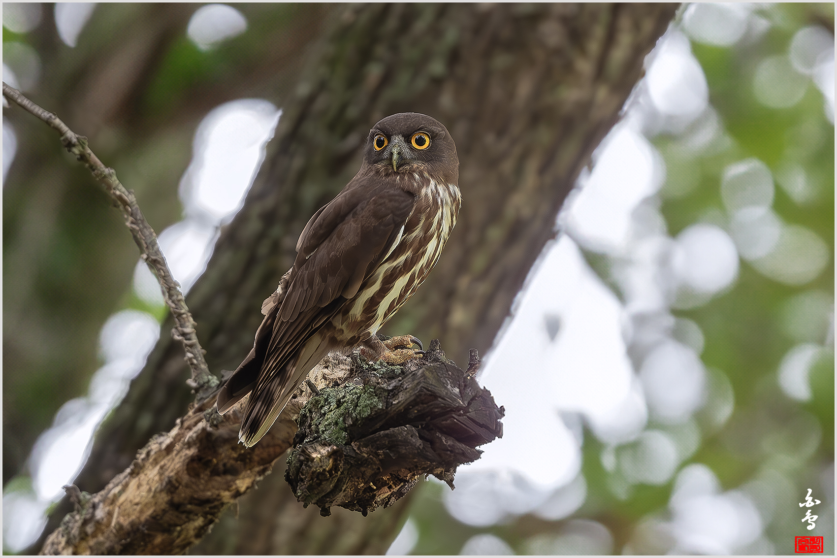 PHOTO BY  | NIKON D500 | 2024:07:18 11:18:02 | ISO-2500 | 1/200 sec | f 5.6 | 500 mm | EV=0.7 | ● WIDTH:1700 pixels  HEIGHT:1133 pixels