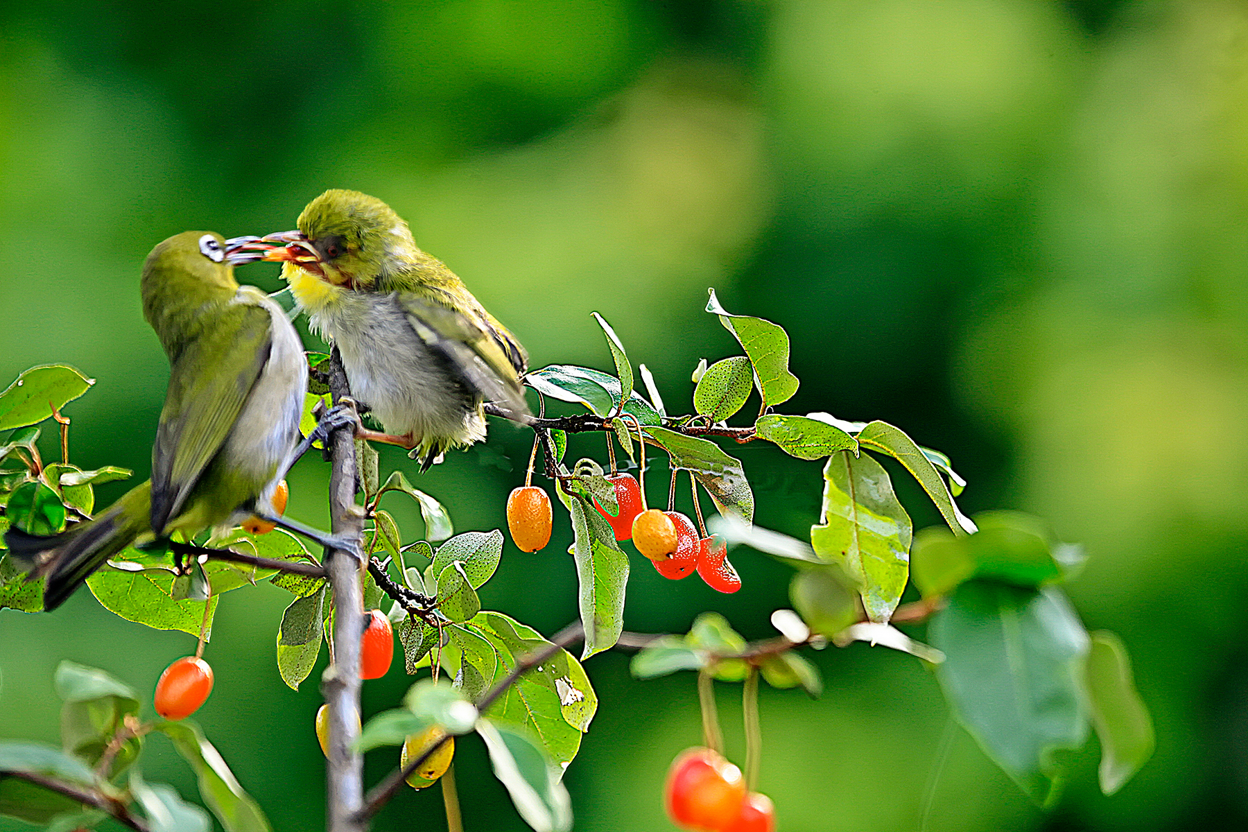 PHOTO BY ChoiJunqSeop | Canon EOS-1D X Mark II | 2024:07:09 14:46:14 | ISO-800 | 1/800 sec | f 6.3 | 300 mm | EV=0 | ● WIDTH:1800 pixels  HEIGHT:1200 pixels