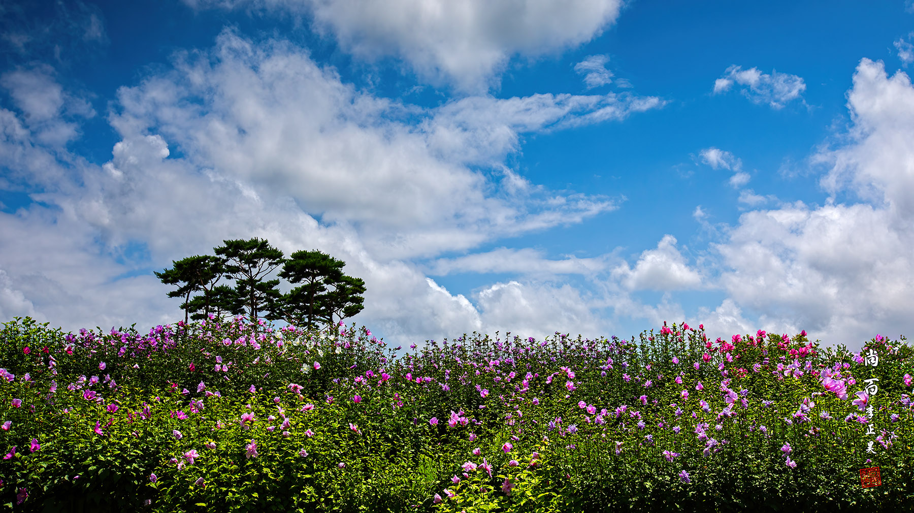 PHOTO BY  | Canon EOS 5D Mark IV | 2024:07:20 13:38:59 | ISO-200 | 1/250 sec | f 11 | 35 mm | EV=0 | ● WIDTH:1800 pixels  HEIGHT:1010 pixels