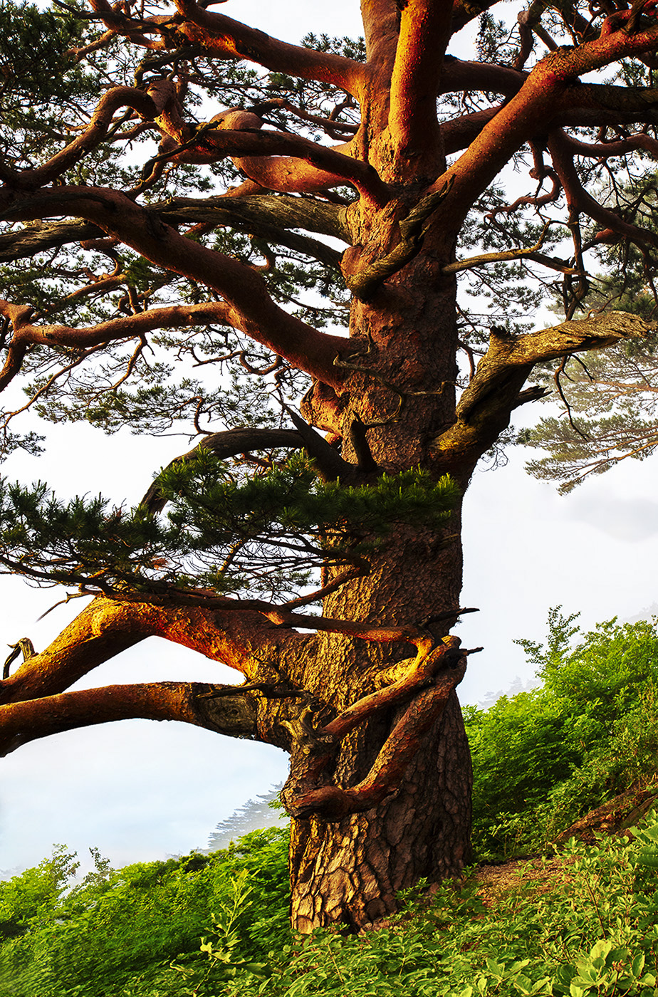 PHOTO BY  | NIKON D850 | 2024:06:03 19:08:28 | ISO-400 | 1/20 sec | f 11 | 35 mm | EV=-0.3 | ● WIDTH:924 pixels  HEIGHT:1400 pixels