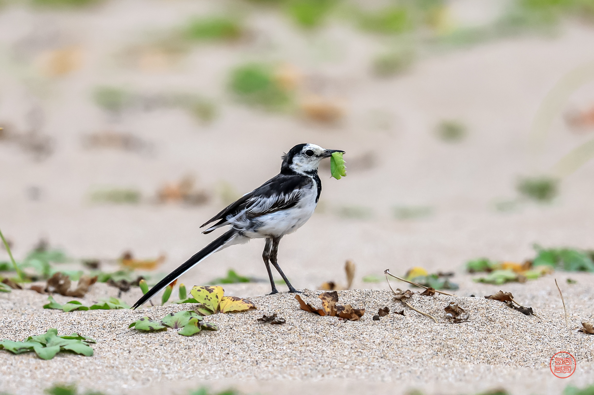 PHOTO BY  | Canon EOS R3 | 2024:06:29 14:53:23 | ISO-800 | 1/4000 sec | f 5.6 | 840 mm | EV=0 | ● WIDTH:2444 pixels  HEIGHT:1629 pixels