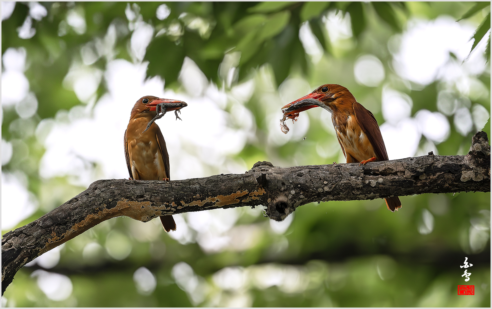 PHOTO BY  | NIKON Z 9 | 2024:07:22 14:51:56 | ISO-3200 | 1/5000 sec | f 4 | 600 mm | EV=0.7 | ● WIDTH:1700 pixels  HEIGHT:1067 pixels