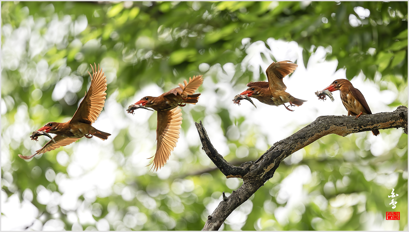 PHOTO BY  | NIKON Z 9 | 2024:07:22 14:53:15 | ISO-2000 | 1/4000 sec | f 4 | 600 mm | EV=1.3 | ● WIDTH:1700 pixels  HEIGHT:966 pixels