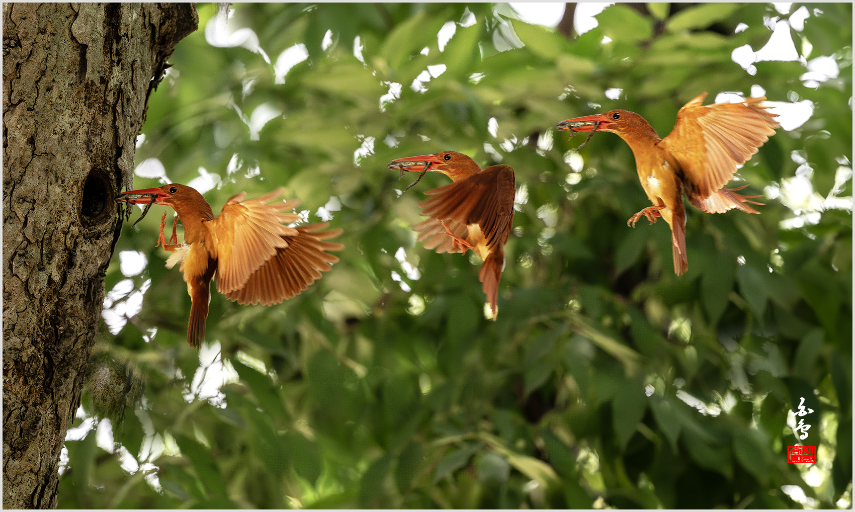 PHOTO BY  | NIKON Z 9 | 2024:07:22 12:15:26 | ISO-5000 | 1/1600 sec | f 4 | 600 mm | EV=1 | ● WIDTH:1700 pixels  HEIGHT:1018 pixels