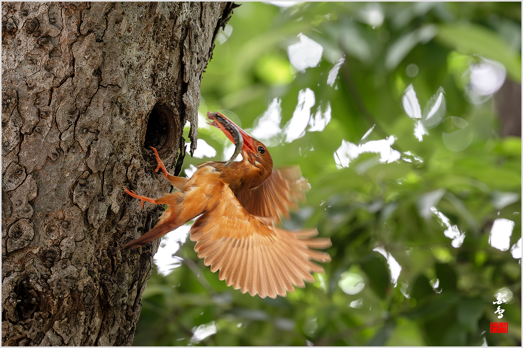 PHOTO BY  | NIKON Z 9 | 2024:07:22 14:57:31 | ISO-3200 | 1/1000 sec | f 4 | 600 mm | EV=0.7 | ● WIDTH:1700 pixels  HEIGHT:1133 pixels