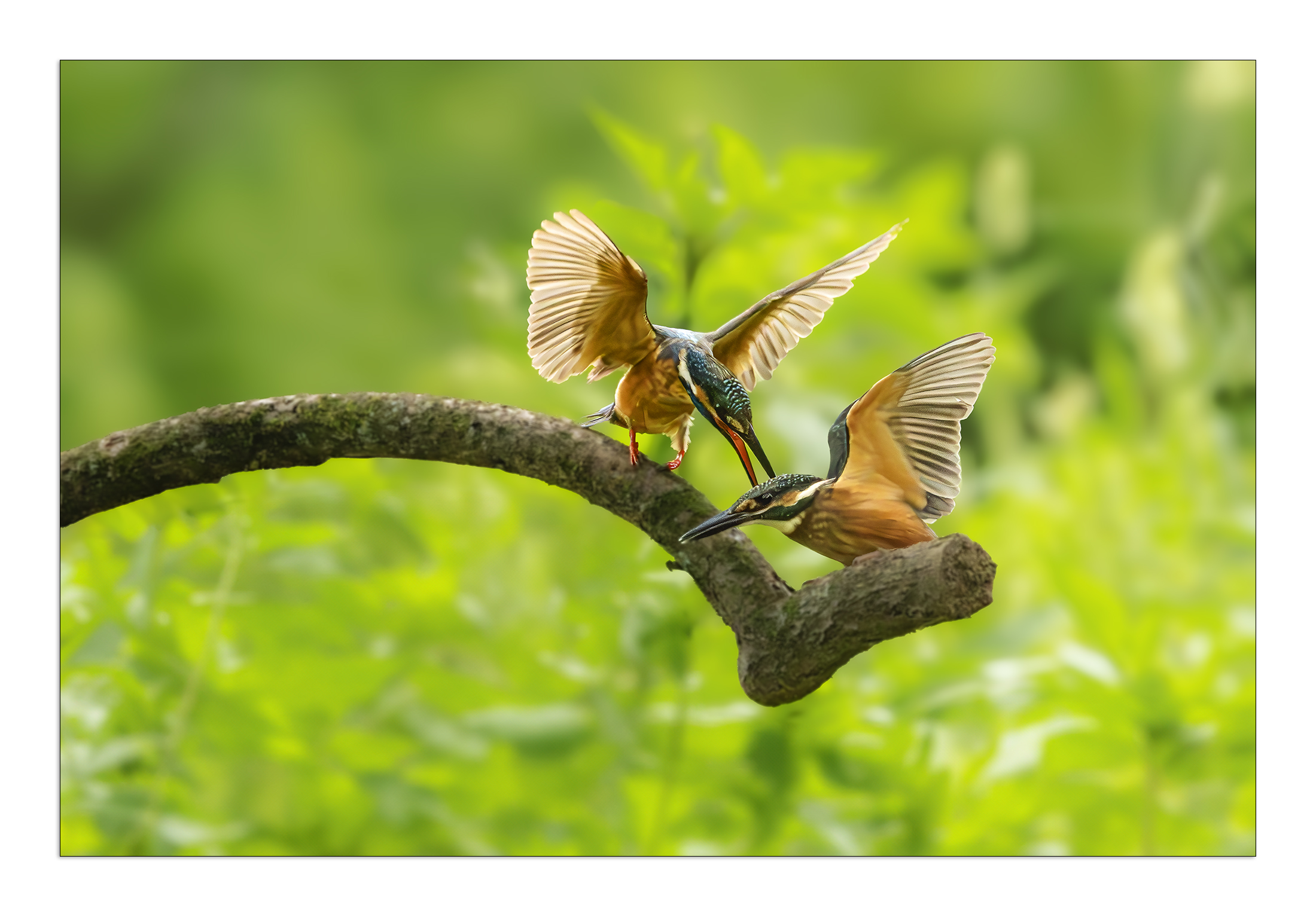 PHOTO BY  | Canon EOS R7 | 2024:07:20 11:10:01 | ISO-10000 | 1/5000 sec | f 8 | 500 mm | EV=-0.3 | ● WIDTH:2200 pixels  HEIGHT:1534 pixels