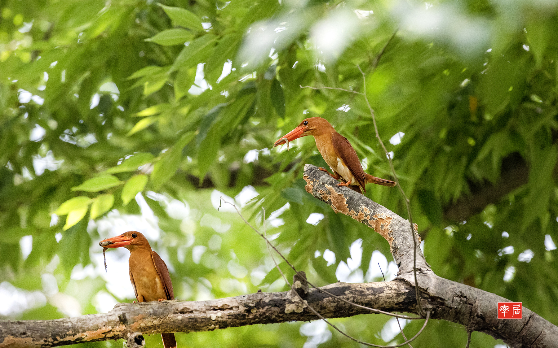 PHOTO BY changickheun | Canon EOS-1D X Mark III | 2024:07:22 10:55:52 | ISO-6400 | 1/2500 sec | f 5 | 600 mm | EV=0 | ● WIDTH:1800 pixels  HEIGHT:1124 pixels