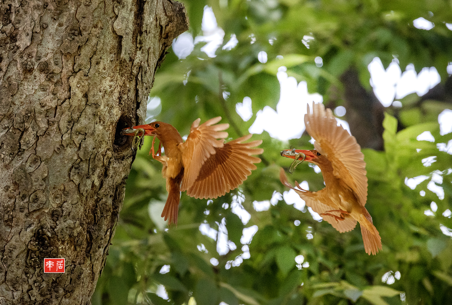 PHOTO BY changickheun | Canon EOS-1D X Mark III | 2024:07:22 10:49:40 | ISO-6400 | 1/2500 sec | f 5 | 600 mm | EV=0 | ● WIDTH:1800 pixels  HEIGHT:1214 pixels