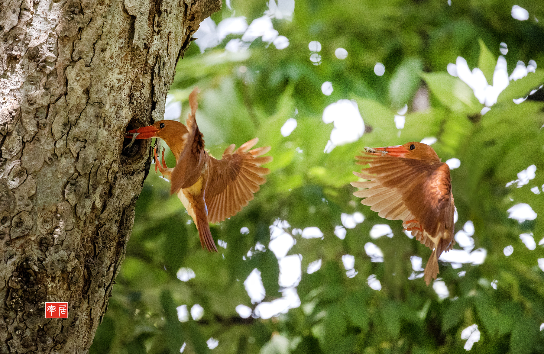 PHOTO BY changickheun | Canon EOS-1D X Mark III | 2024:07:22 10:29:43 | ISO-6400 | 1/2500 sec | f 4 | 600 mm | EV=0 | ● WIDTH:1800 pixels  HEIGHT:1172 pixels