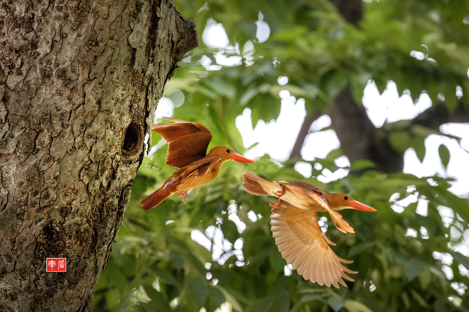 PHOTO BY changickheun | Canon EOS-1D X Mark III | 2024:07:22 12:06:10 | ISO-6400 | 1/2500 sec | f 5 | 600 mm | EV=0 | ● WIDTH:1800 pixels  HEIGHT:1200 pixels